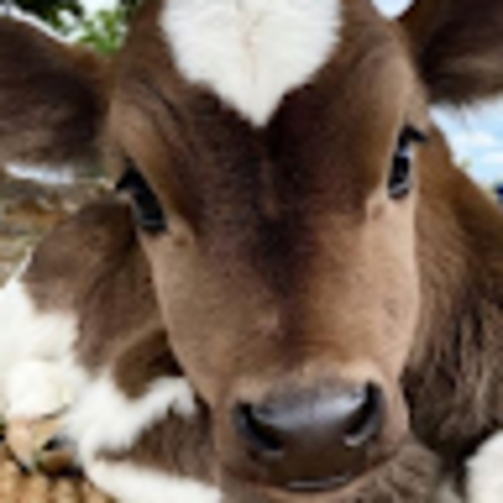 Meet your Posher, Virginia
